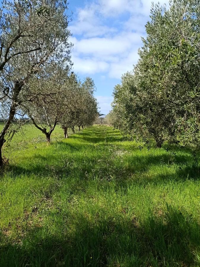 Agriturismo Il Cipresso Villa Вада Екстериор снимка